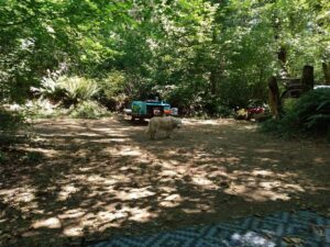 Spacious shady campsite at Jones Creek Campground