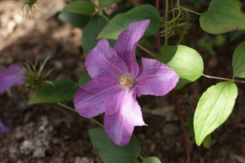 Clematis 'Comtesse de Boushaud'
