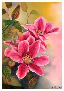 Clematis Flowers