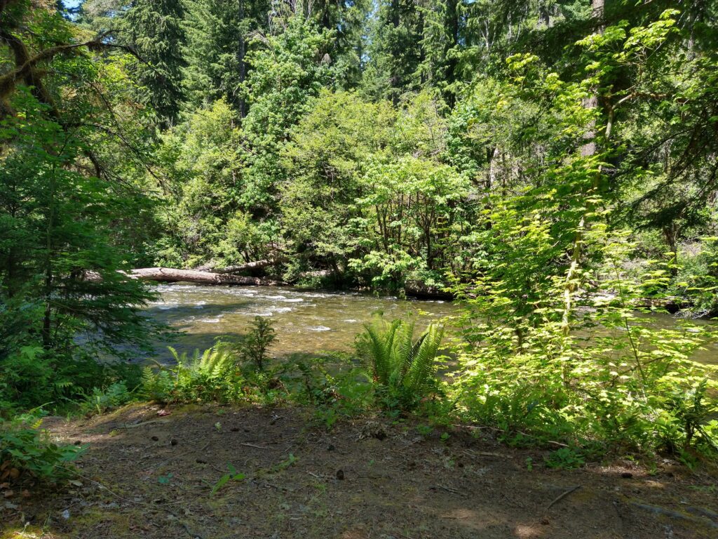 Willamette River edge at camp site