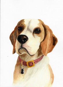Beagle